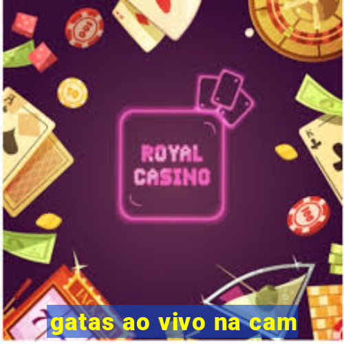 gatas ao vivo na cam